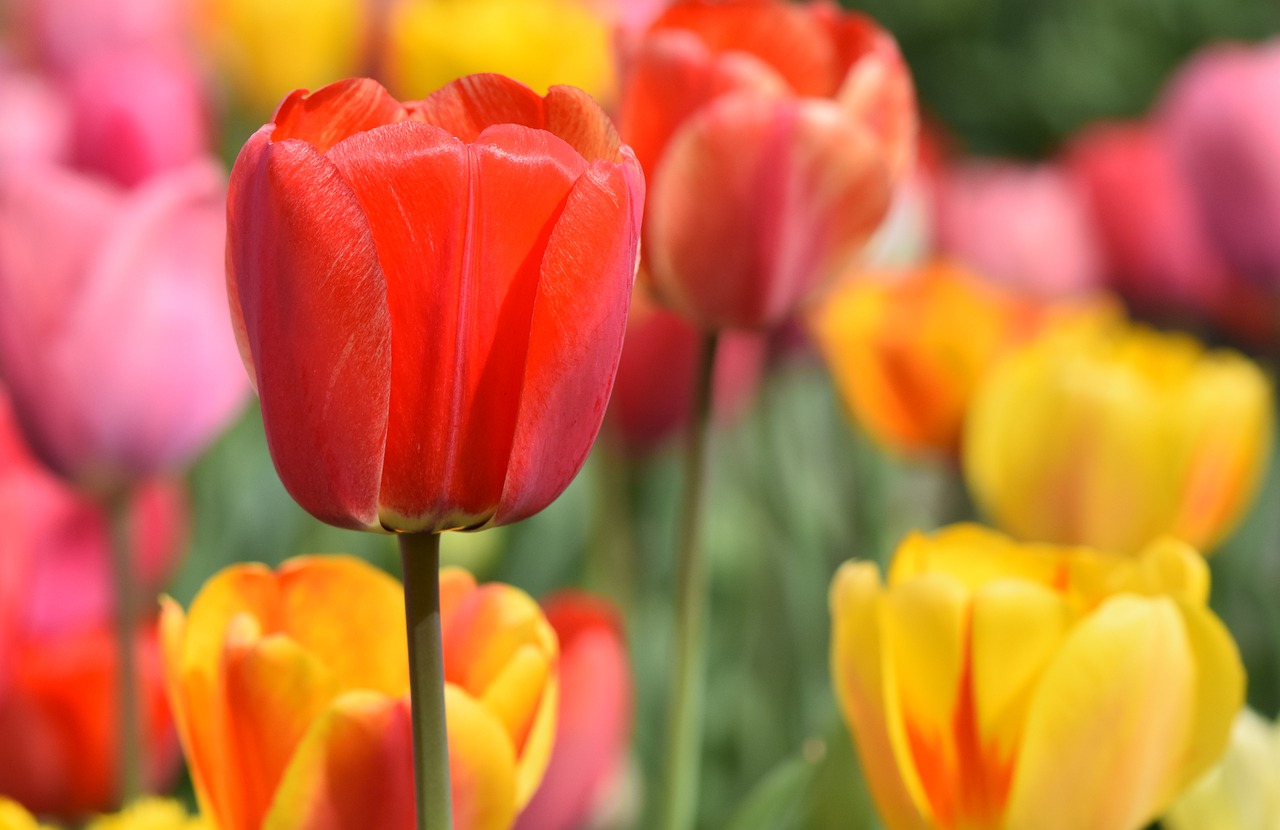 Jak dbać o tulipany w ogrodzie?